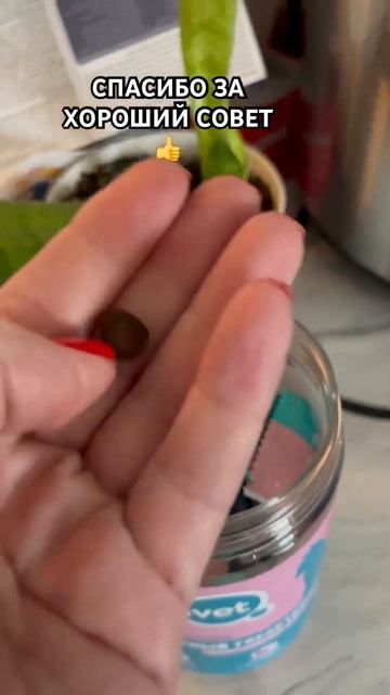 Как можно дать таблетку кошке без боя ?