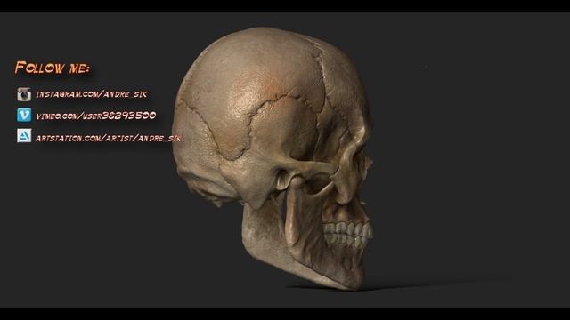 Zbrush - Human Male European Skull смотреть онлайн