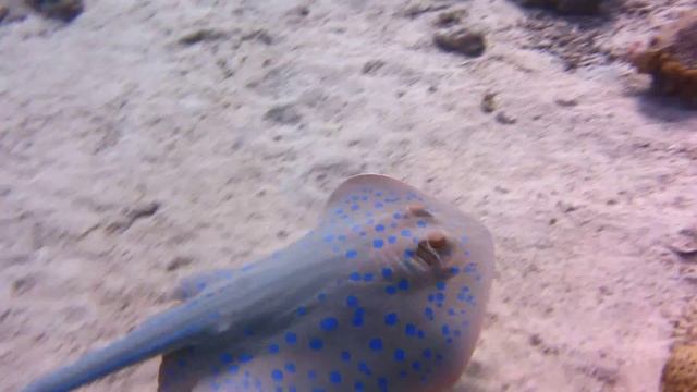 Bluespotted stingray смотреть онлайн