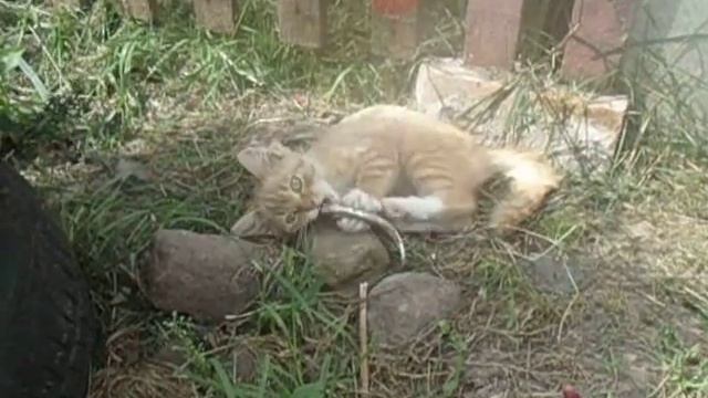 котик издевается над рыбкой