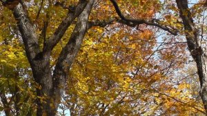 Бабье лето (стихотворение В. Гаазова)