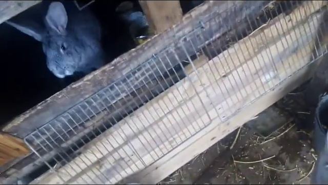 как изменилась моя ферма кроликов🐰