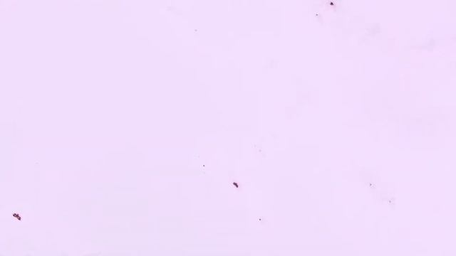 Perpendicular Burning Ship Spirals And IFS Curve Mandelbrot Set Fractal (HD 60fps Full Version)