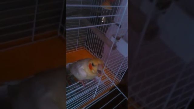 Птичка разозлился