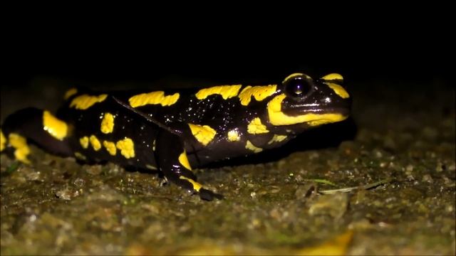 Herping For Fire Salamanders At Night ~ Herping Germany / Feuersalamander Deutschland