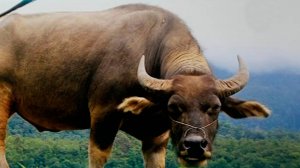 Гигантский буйвол Кинг Конг побил рекорд по росту среди своих сородичей в Таиланде