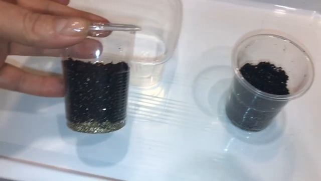 Остеоспермум 22.12.18 Выращивание остеоспермума из семян.Посев остеоспермума на рассаду