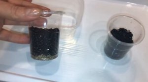 Остеоспермум 22.12.18 Выращивание остеоспермума из семян.Посев остеоспермума на рассаду