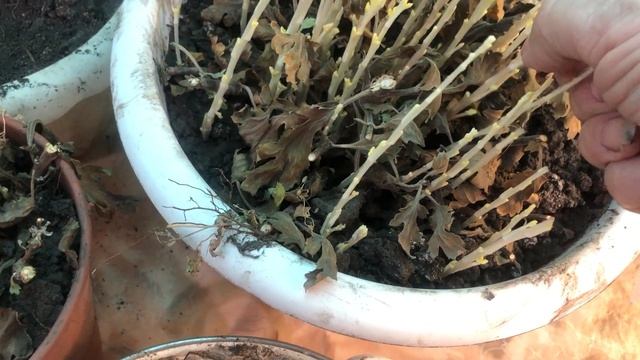 Достаем Мультифлору из подпола.