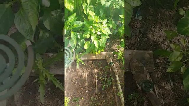 Zoo Life Discoveries