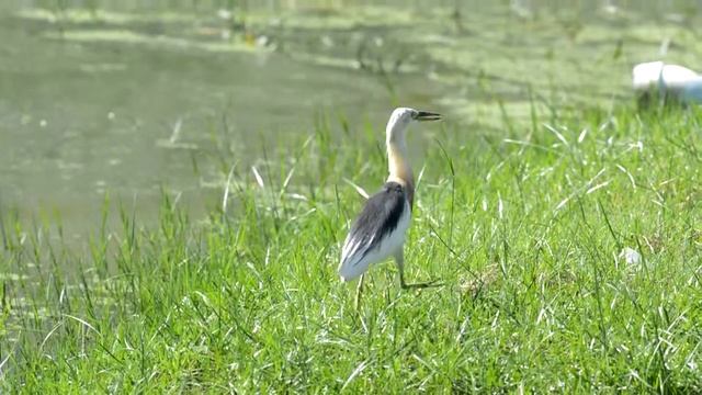 Javan pond heron (Ardeola speciosa)
