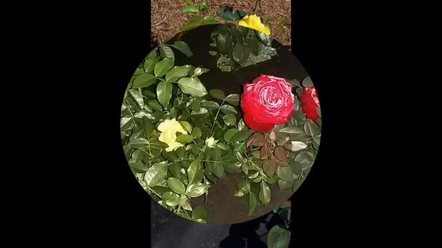 Роза кустарниковая Lichtkonigin Lucia