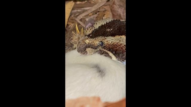 Warning live feeding Deadly venomous Rhinoceros viper (Bitis nasicornis) смотреть онлайн