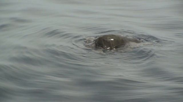 Tortuga olivácea | golfina | caguama (Lepidochelys olivacea) VU ruta Isla Malpelo | Océano Pacifico