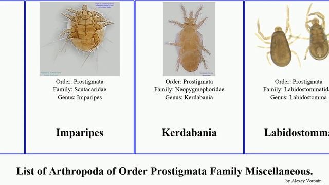 List Of Arthropoda Of Order Prostigmata Family Miscellaneous. Mites Demodex Eutarsopolipus Marine