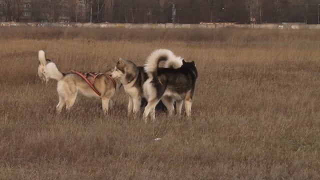 Хаски Мартин (Aston Martin spirit of nord) смотреть онлайн