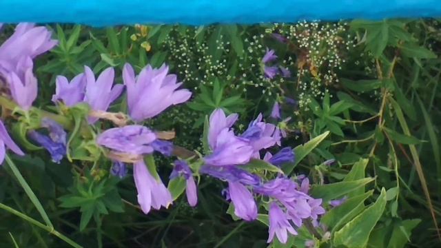 Bumblebees 🐝 and bells, 🌺 workaholic,шмели трудяги, колокольчики смотреть онлайн