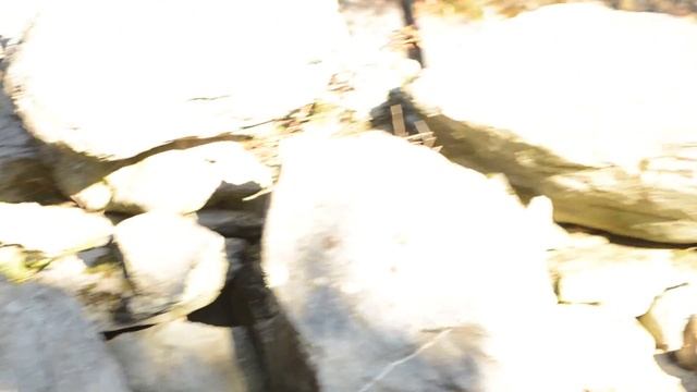 МИШКИ :) The Earth, Nature and Big Cute Bears :)