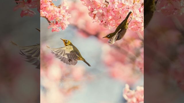 Sounds of a nightingale смотреть онлайн