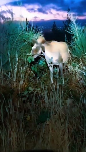 Вот почему нельзя заниматься вечерней пробежкой