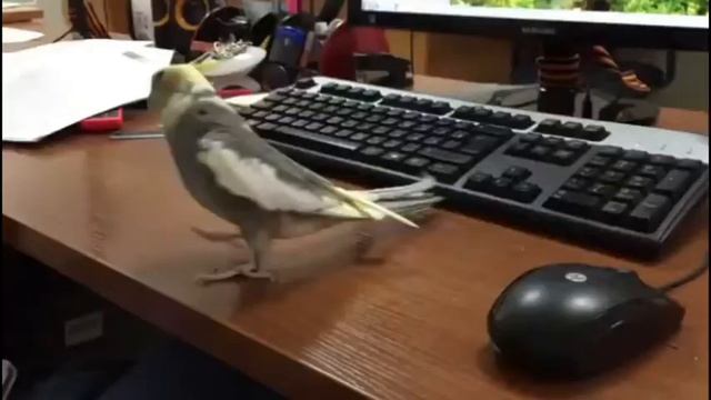 ПОПУГАЙ ПОЕТ МЕЛОДИЮ iPhona (Айфона) часовая версия смотреть онлайн