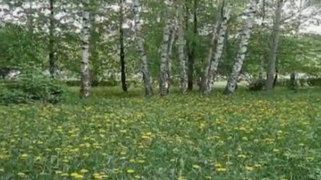 Красивый ролик про лошадей смотреть онлайн