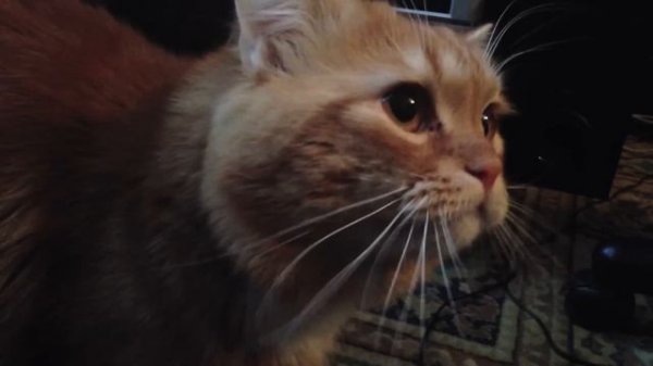 Кот разговаривает и поет / Talking Cat
