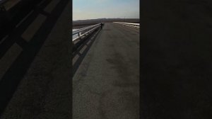 Хапуги ловят везде,рыбалка с высокого моста) #рыбалка #хапуга #fishing #carpfishing