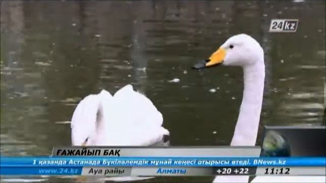 Петропавлдағы ғажайып бақ смотреть онлайн