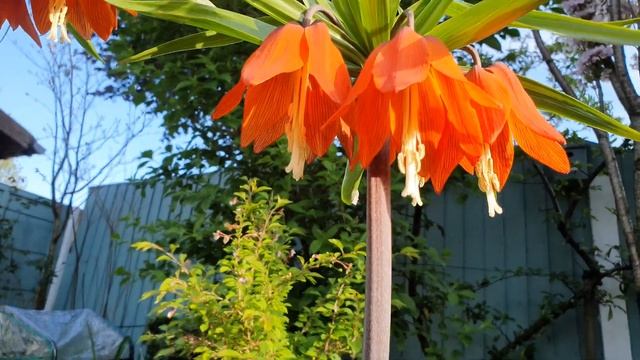 Fritillaria Imperialis Rubra