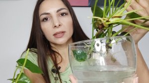 Как нарастить быстро корни у Антуриума в воде?