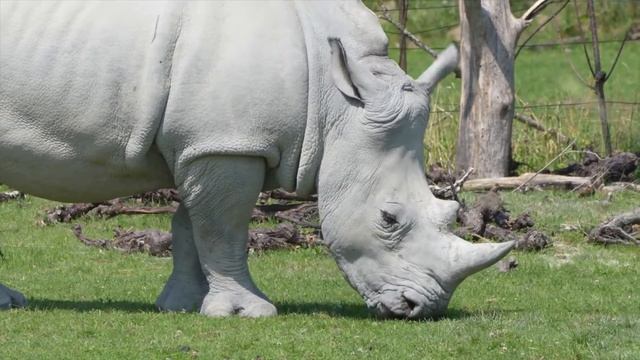 No Copyright Videos - Rhino - Free Video Footage of Rhino Free Content - No Copyright Zone смотреть онлайн