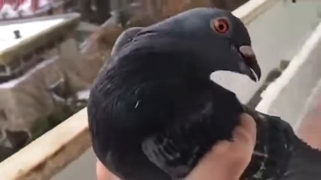 Голуби зашли не в тот дом. Мужик ругается на голубей . Мега угар!!! 18+ смотреть онлайн