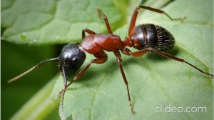 The sound of the ant's movement, which is recorded with a powerful microphone. Звук муравья .