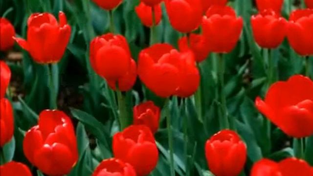 С 8 МАРТА. Международным женским днем! Www.biznesgalina.com