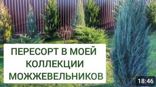 ПЕРЕСОРТ В МОЕЙ КОЛЛЕКЦИИ МОЖЖЕВЕЛЬНИКОВ. 19.01.2025г. смотреть онлайн