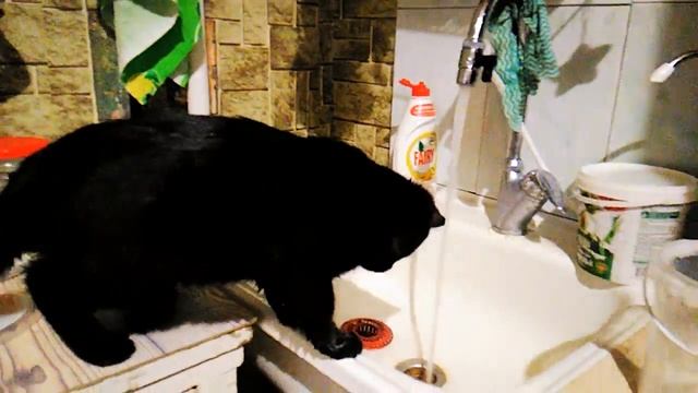 Приключения кота Муркиса Пупса. Кот полоскун. смотреть онлайн