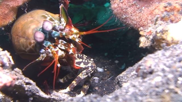 Mantis Shrimp "Ma forteresse" (mantis shrimp, squille mante) смотреть онлайн