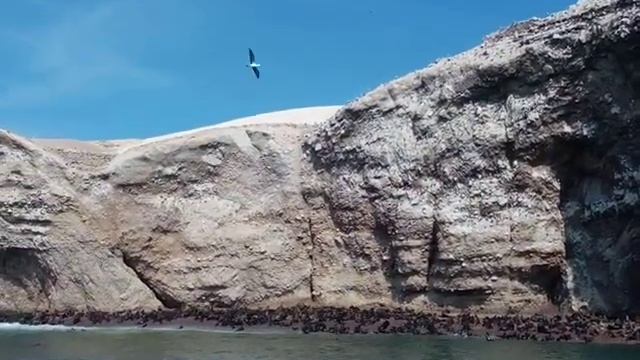 Лежбище котиков - "материнский пляж" смотреть онлайн