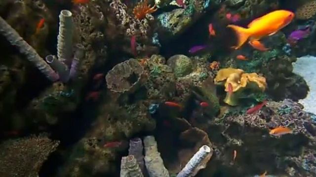 fish 312 смотреть онлайн