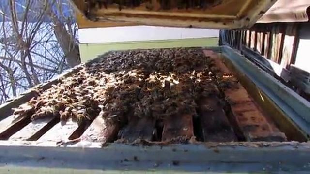 какую работу делаю на пасеке в феврале, пока пчелы еще не начали облетываться , 24.02.2025 смотреть онлайн