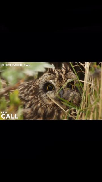Short-Eared Owl Sounds смотреть онлайн