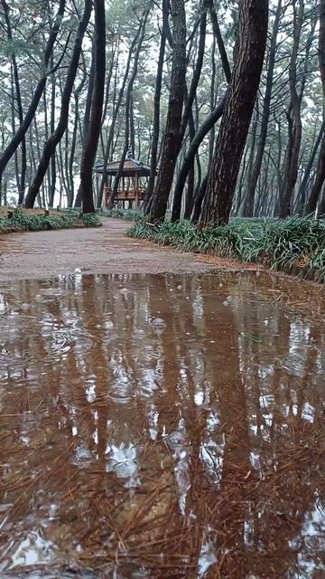 송림 빗소리 Raining Sound in Pine ForestㅣASMR смотреть онлайн