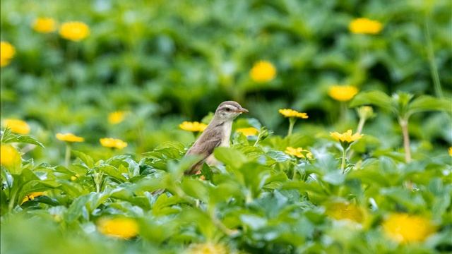 Song of the lark.Песня жаворонка. смотреть онлайн