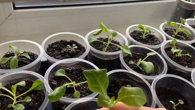 Сделала прищипку самосборной петунии. Пикировка петунии оперы и тайдал. смотреть онлайн