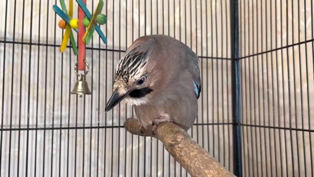 РАСПИЩАЛАСЬ СОЕЧКА 💖 смотреть онлайн