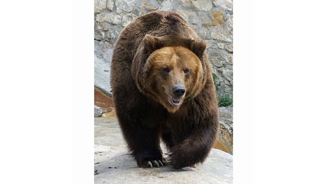 животные и их голоса смотреть онлайн