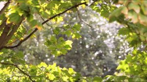 ВАЛЬС ДОЖДЯ   Музыка Сергей Грищук   Красивая Музыка! Сборник расслабляющей музыки души