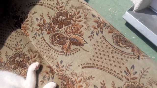Котик Филя нежится смотреть онлайн