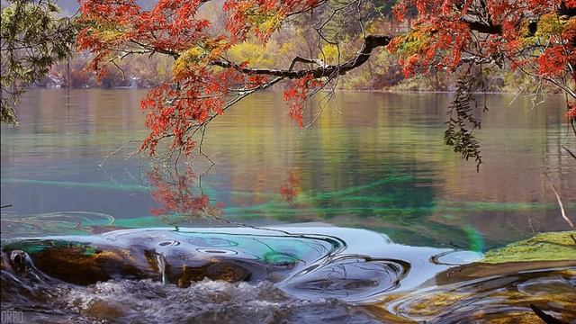 лесной ручей и пение птиц смотреть онлайн